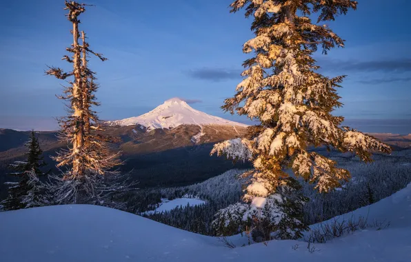 Picture winter, snow, trees, mountain, Oregon, Oregon, Mount Hood, The cascade mountains, Cascade Range, Mount Hood