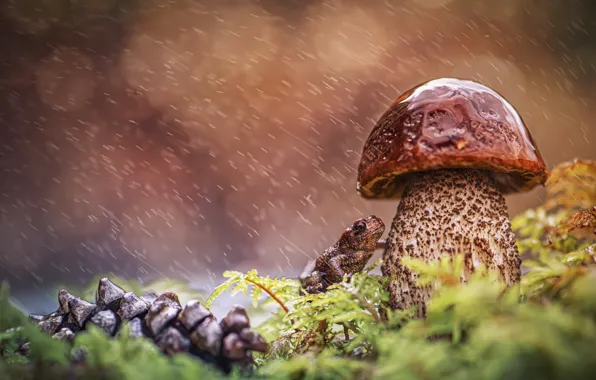 Picture drops, rain, mushroom, moss, frog, boletus, hat, bump, toad