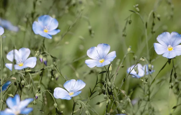 Picture flowers, stems, blur, blue, len, flowers, buds, bokeh, len