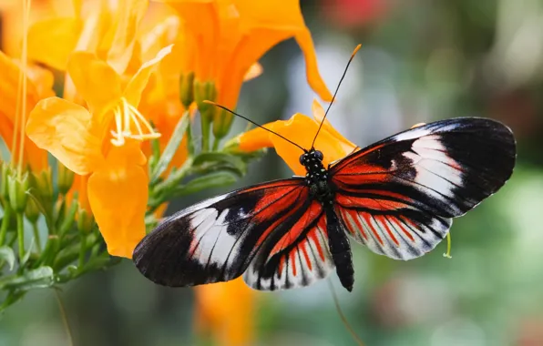 Picture macro, flowers, butterfly, wings, orange