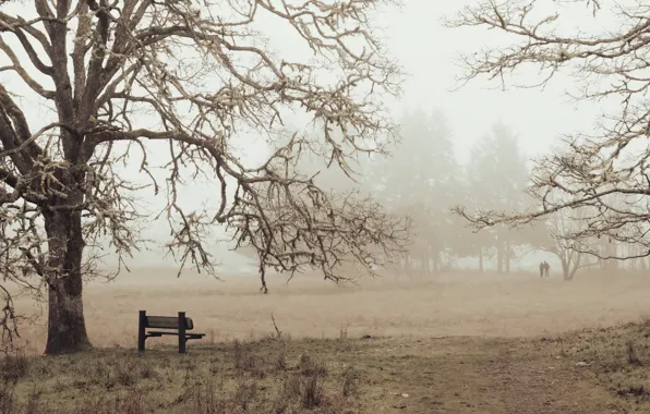 Picture fog, tree, сквмья