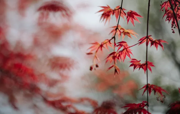 Picture leaves, branches, red, maple