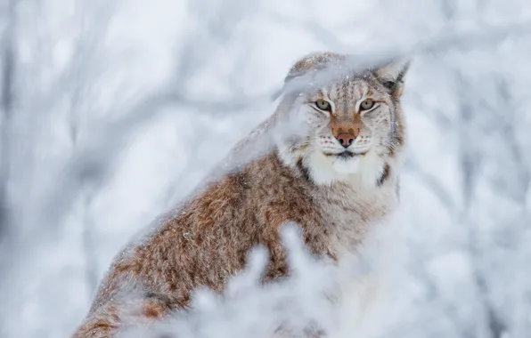 Picture winter, forest, cat, look, face, snow, branches, background, snow, beauty, lynx, sitting, wild