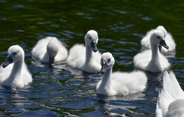 Picture water, birds, swans, Chicks, pond, swimming, brood, the Lebeda