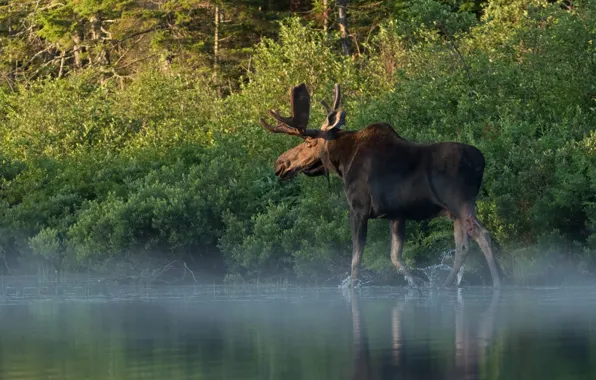 Picture forest, nature, fog, walk, pond, moose