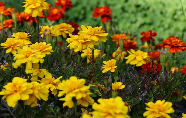 Picture flowers, yellow, garden, red, flowerbed, marigolds
