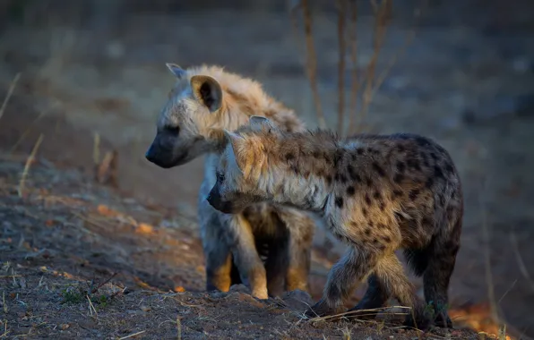Picture grass, puppies, hyena, kids, a couple, two, cubs, hyenas