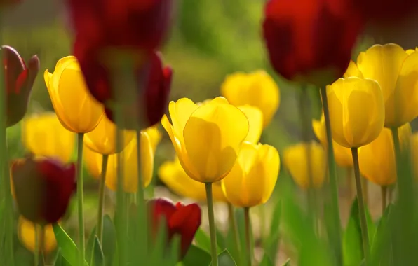 Picture flowers, spring, yellow, tulips, red, flowerbed, bokeh