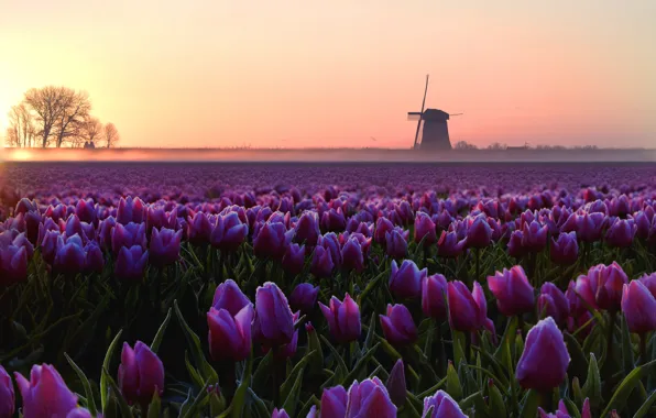 Picture field, the sky, flowers, fog, dawn, spring, dal, morning, horizon, mill, purple, tulips, haze, buds, …