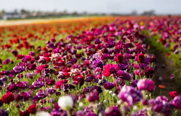 Picture field, flowers, bright, purple, red, pink, flowerbed, path, a lot, lilac, bokeh, plantation, Ranunculus