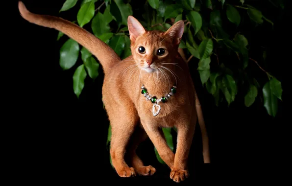 Picture cat, foliage, necklace, beads, decoration, black background, Abyssinian