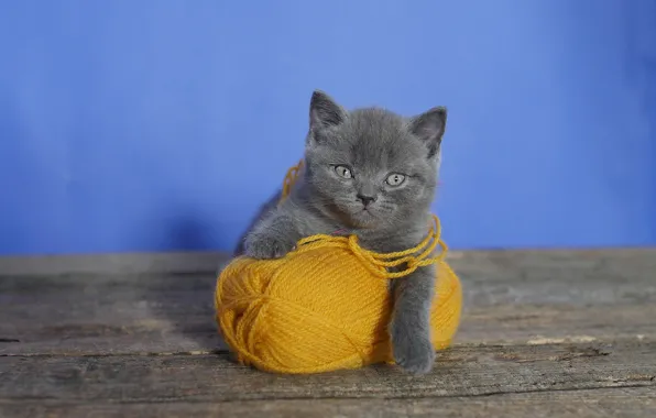 Picture tangle, background, kitty, British, yarn