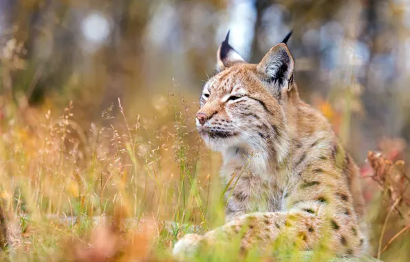 Picture forest, cat, grass, face, nature, background, stay, glade, portrait, lies, lynx, wild, stems, bokeh