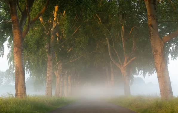 Picture road, trees, fog, morning, Netherlands