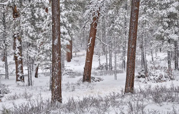 Picture winter, forest, snow, trees, pine