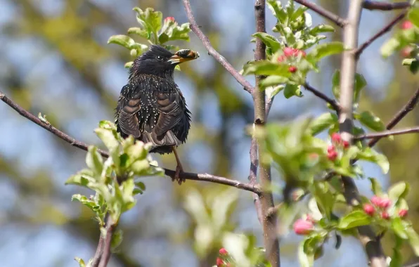 Picture nature, spring, Starling