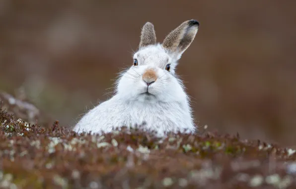 Picture look, background, hare, ears, face, Hare
