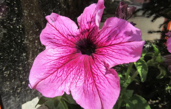 Picture flower, Petunia, spring 2018, Mamala ©