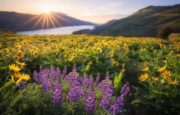 Picture the sun, flowers, meadow
