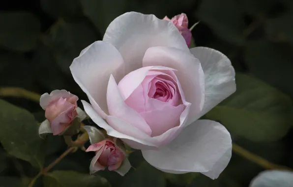 Picture macro, tenderness, rose, buds