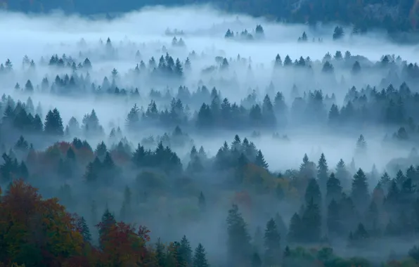 Picture autumn, forest, fog, Germany, Bayern