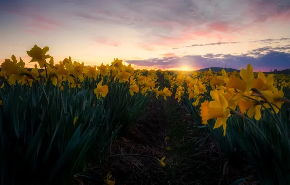 Picture field, the sky, sunset, yellow, daffodils, plantation