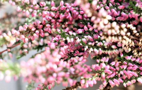 Picture macro, light, flowers, pink, buds, bokeh, Heather