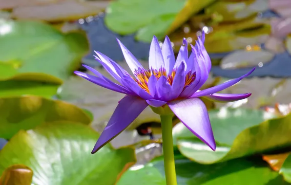 Picture flower, leaves, pond, lilac, Lily, bokeh, water Lily
