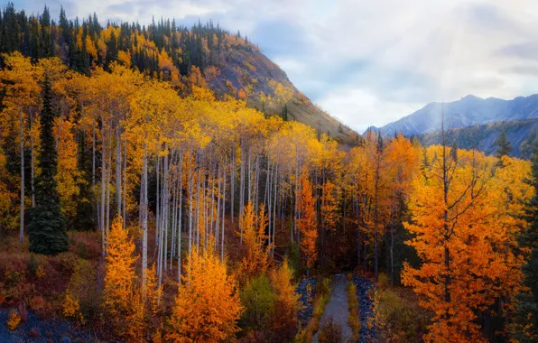 Picture autumn, forest, rays, light, mountains, path, the colors of autumn, Golden autumn, aspen, forest