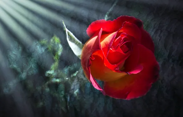 Picture flower, rays, light, background, rose, treatment, Bud, red