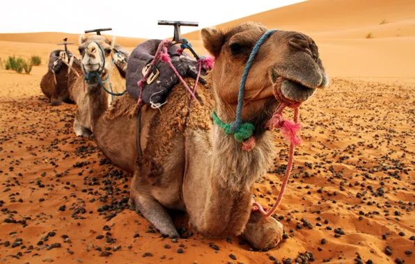 Picture desert, camel, camels