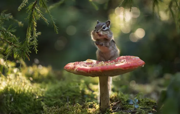 Picture forest, branches, mushroom, moss, mushroom, Chipmunk, bokeh, rodent, pet