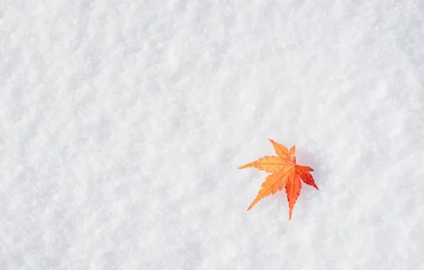 Picture winter, autumn, leaves, snow, maple, winter, background, autumn, snow, leaves, maple