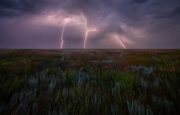 Picture the storm, field, the sky, grass, clouds, vegetation, lightning, plants, twilight, meadow grass