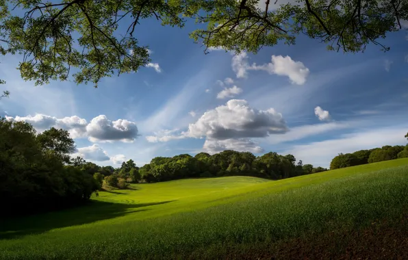 Picture greens, field, forest, summer, grass, clouds, trees, branches, blue, glade, meadow