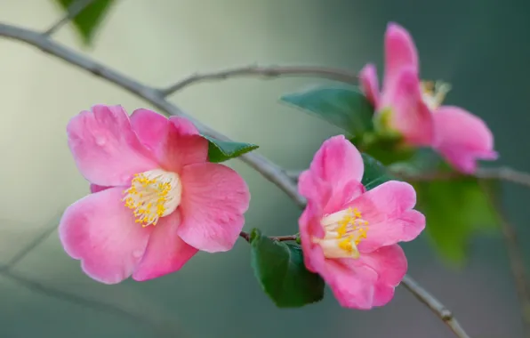 Picture pink, branch, petals, bokeh, Camellia