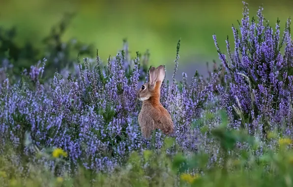 Picture flowers, glade, hare, Heather