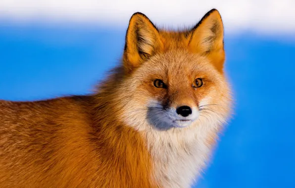 Picture look, face, background, Fox, beauty, red