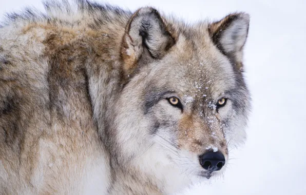 Picture winter, look, face, snow, grey, wolf, portrait