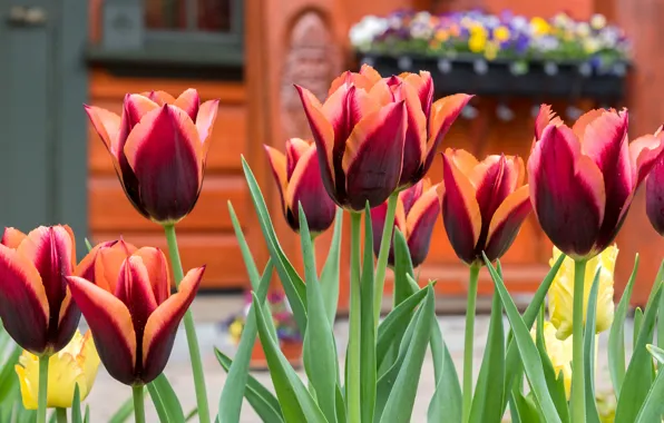 Picture flowers, tulips, red, flowerbed