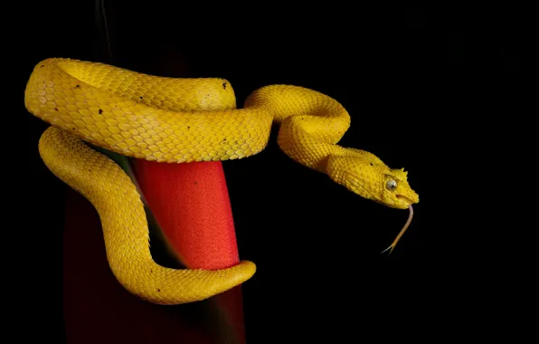 Picture language, leaf, snake, Python, black background, yellow
