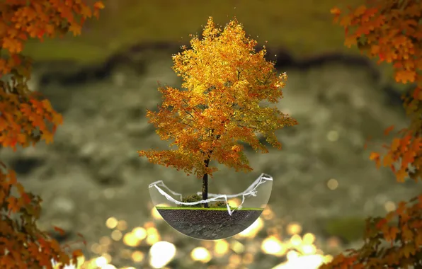 Picture autumn, tree, bonsai