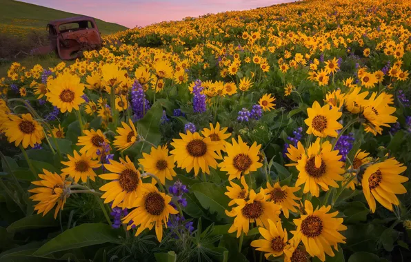 Picture machine, sunset, flowers, meadow, Washington, lupins, Washington State, balsamorhiza, Columbia Hills State Park, Государственный парк …