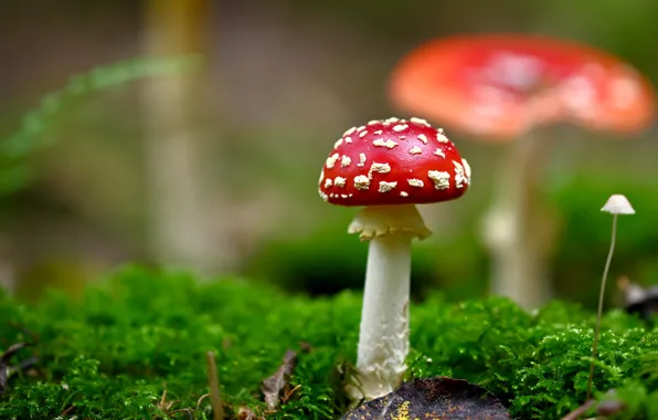 Picture greens, background, mushroom, moss, mushroom