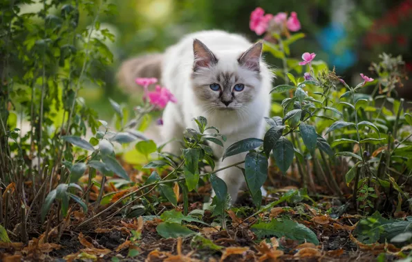 Picture cat, summer, cat, look, leaves, flowers, nature, kitty, garden, pink, walk, kitty, blue eyes, face, …