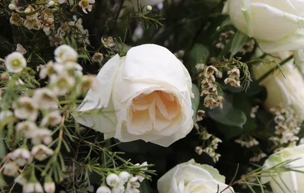 Picture flowers, roses, bouquet, white, bokeh