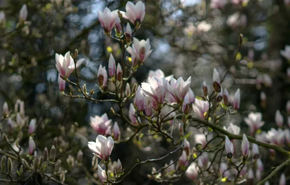 Picture light, flowers, branches, spring, pink, flowering, bokeh, Magnolia