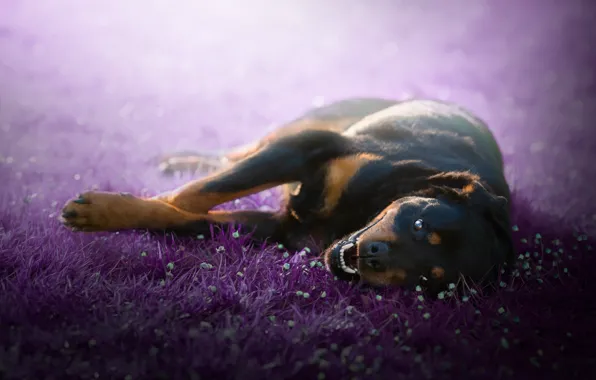 Picture grass, look, nature, glade, black, dog, mouth, puppy, flowers, face, teeth, Rottweiler, lilac background