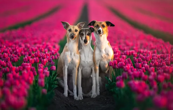 Picture dogs, flowers, together, spring, tulips, pink, trio, the ranks, sitting, plantation, faces, three dogs, boundary, …