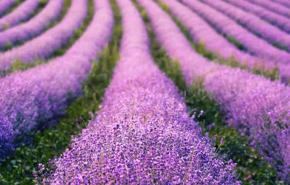 Picture flowers, nature, the ranks, lavender, lilac, bokeh, blurred background, plantation, lavender field